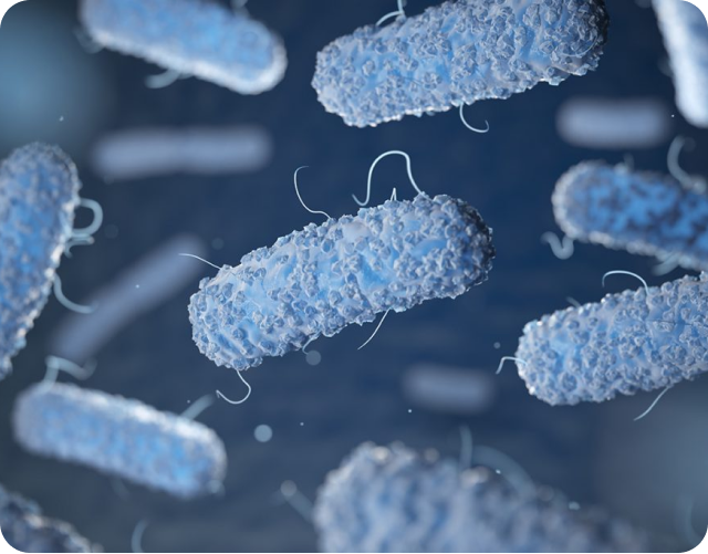 What is Aggregatibacter actinomycetemcomitans?