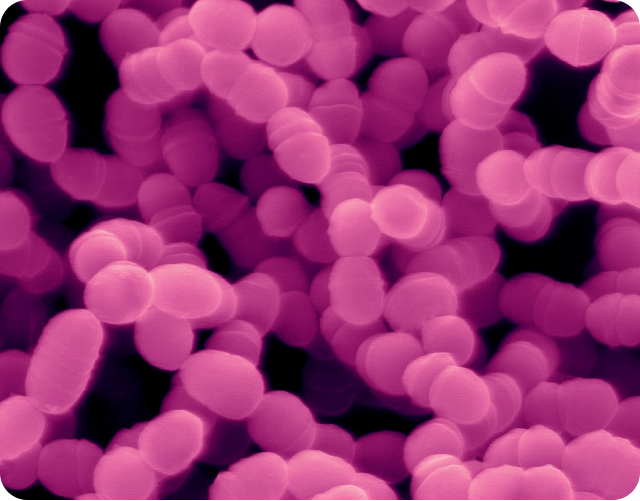 What is Streptococcus mutans?