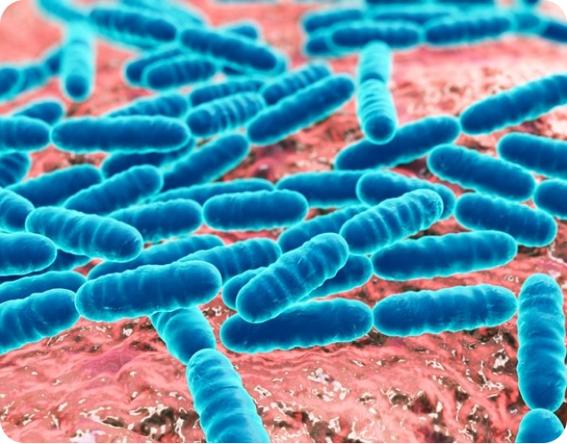 What is the Lactobacillus species?