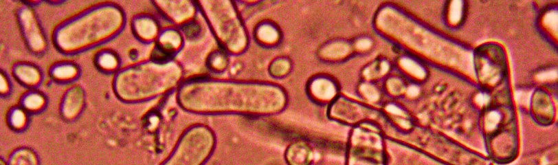 Dentulu & Viome