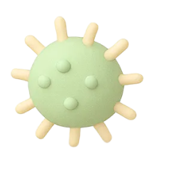 A. actinomycetemcomitans